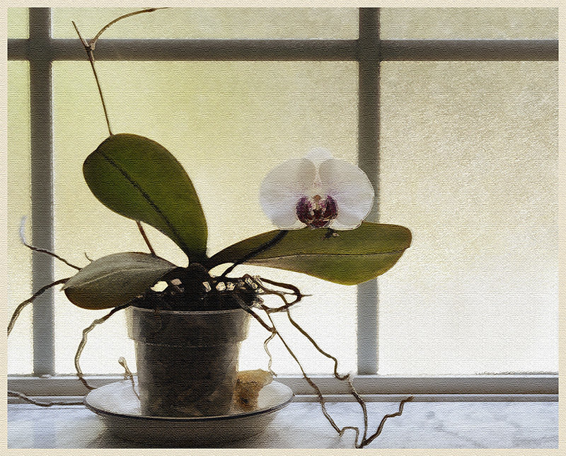 orchid in the window