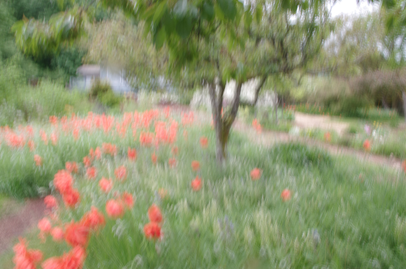 poppies