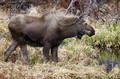 The Inexperienced Yearling