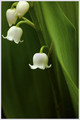 May