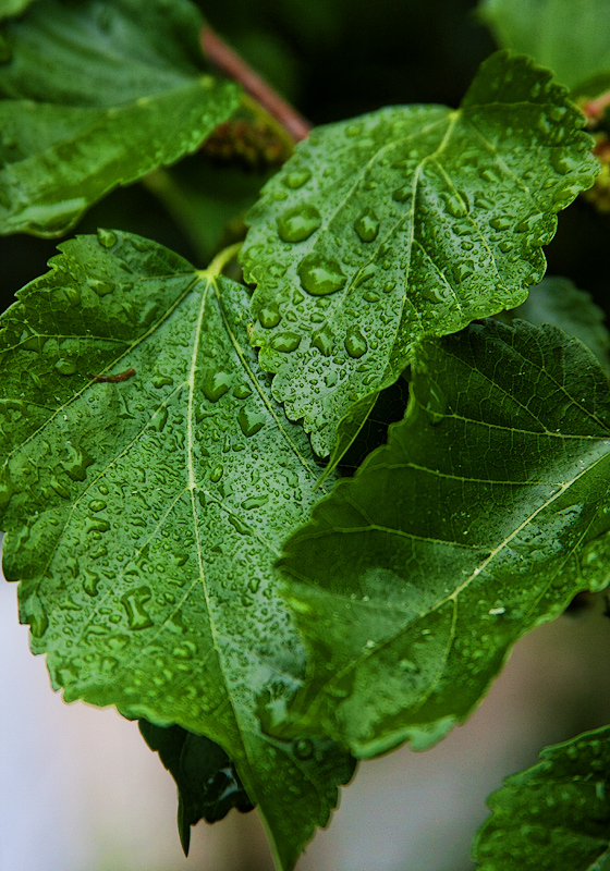 ...the mulberry bush