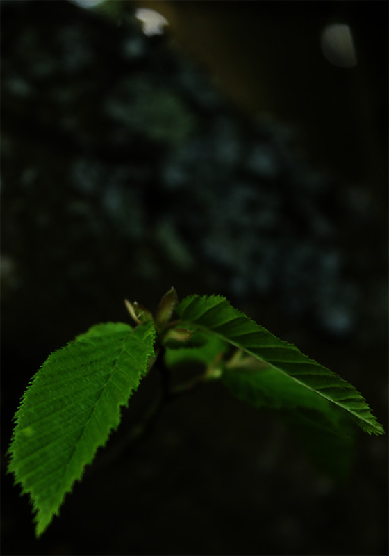 50 Shades Of Green