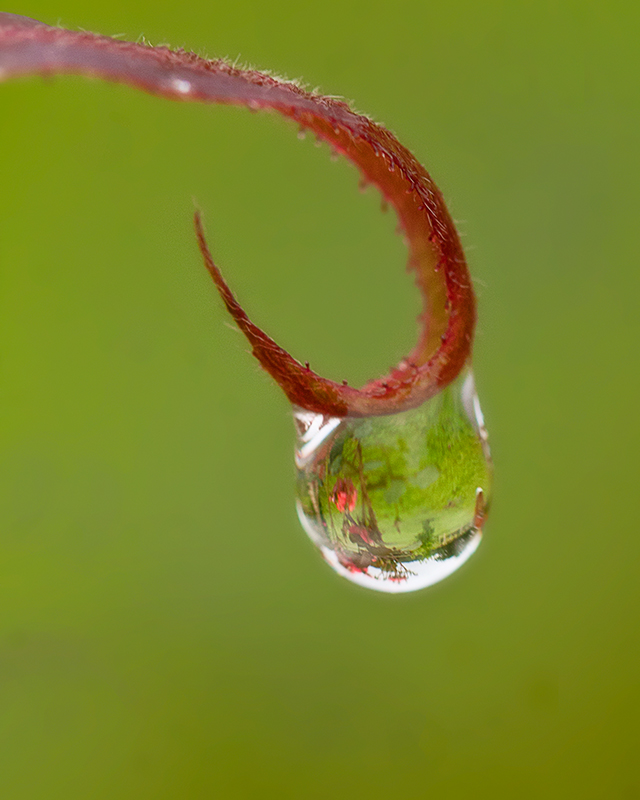 A Drop of Green