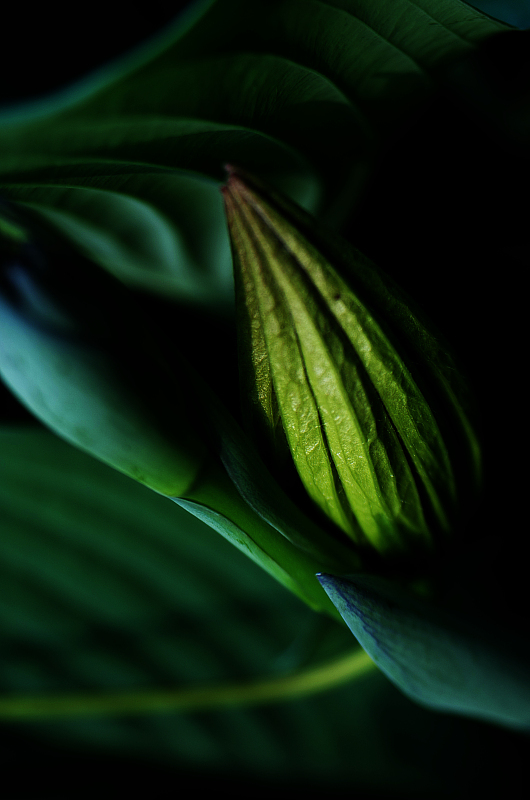 hosta with clematis