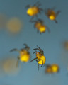 Spiders, spiders, everywhere spiders.