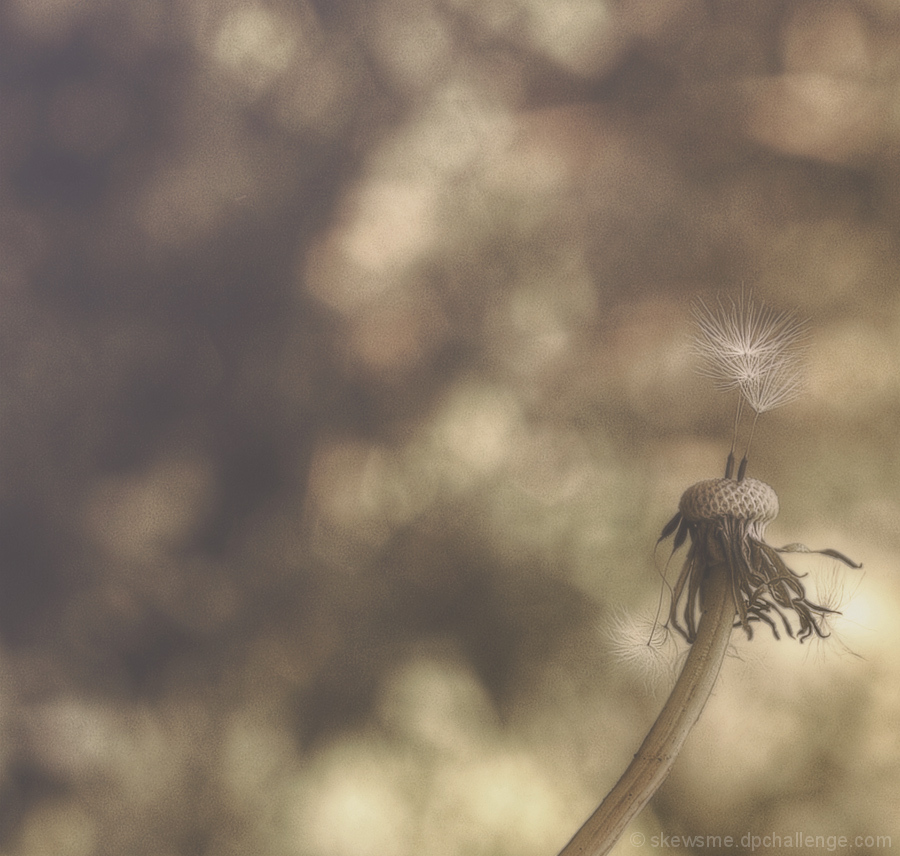 a fanfare blowing to the sun