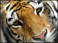 Hey, Tiger