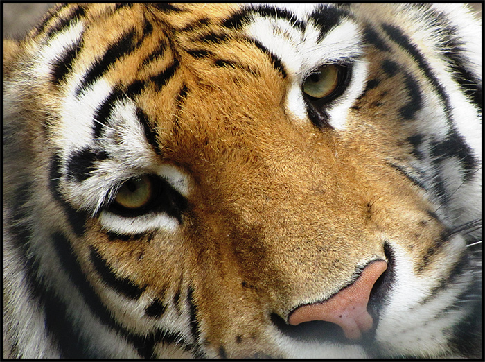 Hey, Tiger