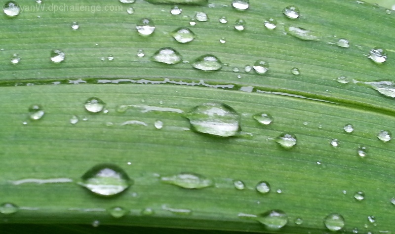 Dew drops on a blade of grass