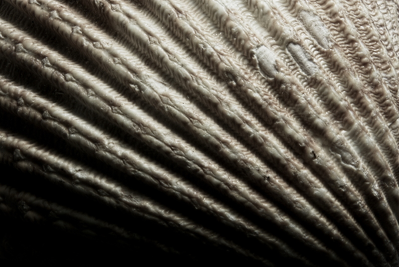 Shell