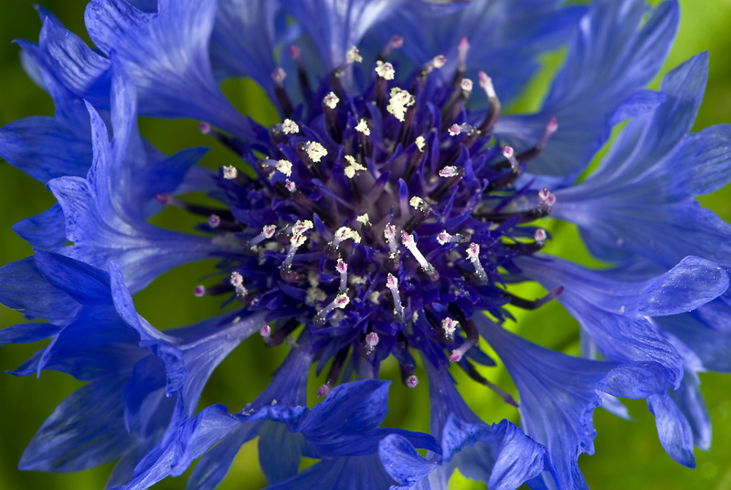 Corn Flower