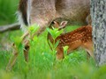 Memorial Day Tradition: Mountain Trip - Fawn Sightings
