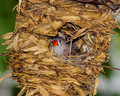 Watch the (Blurry) Birdie