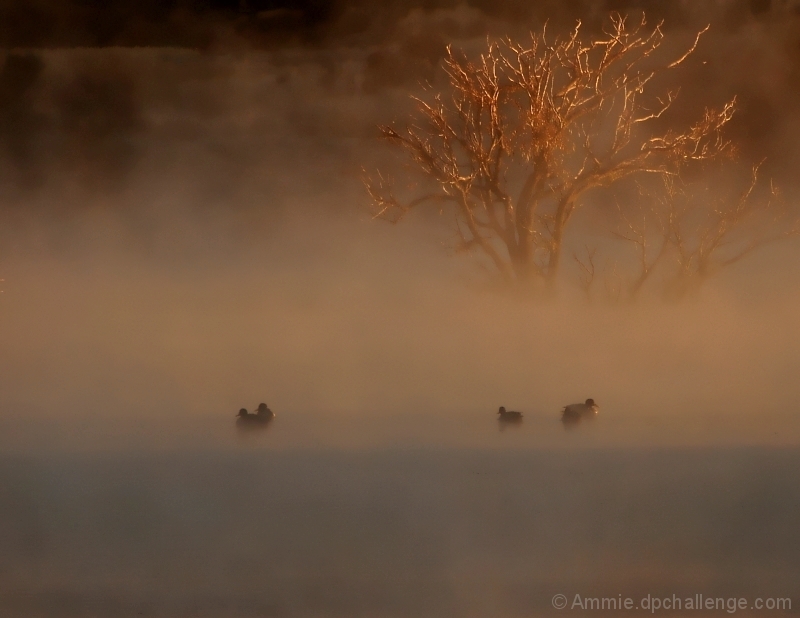 Floating in the Mist