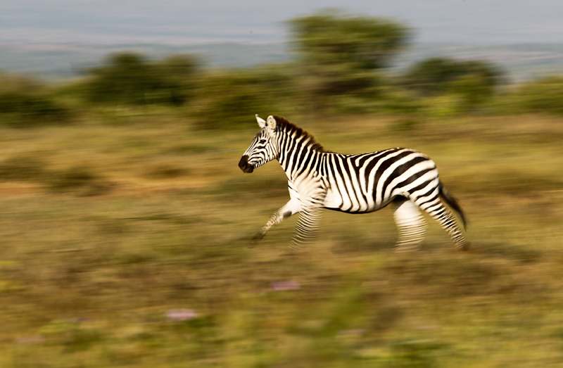 Africa