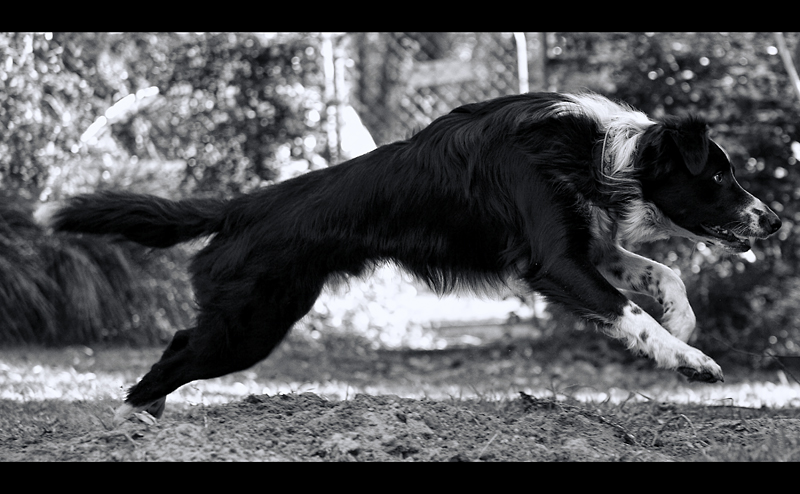 Border Collie