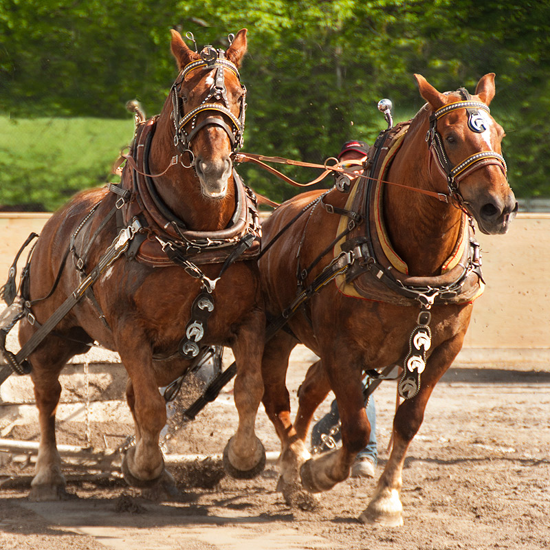 Hooves churning