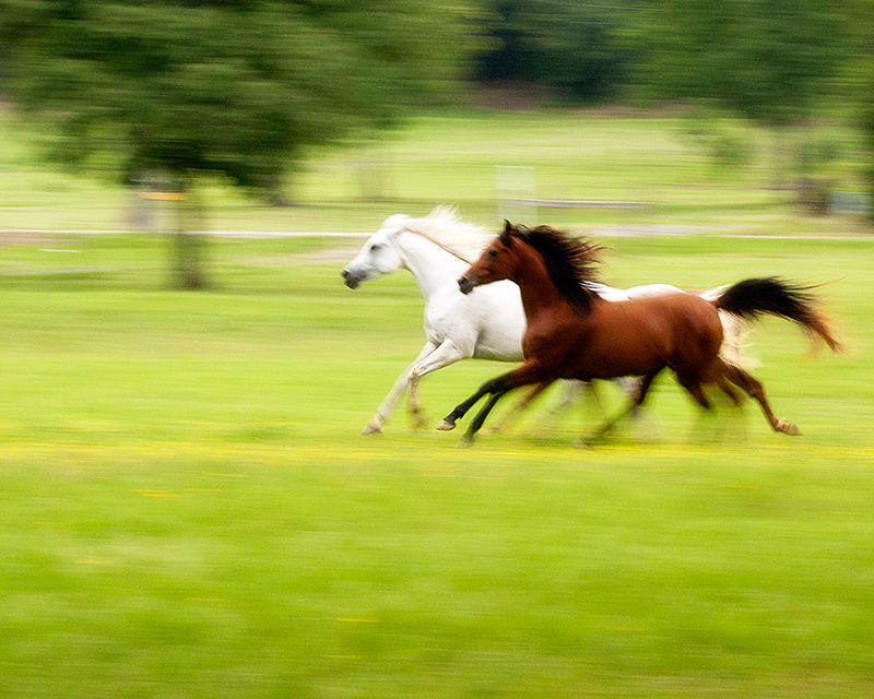 The Gallop