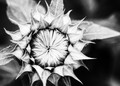 Sunflower in black and white