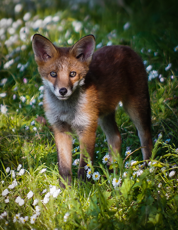Young Fox