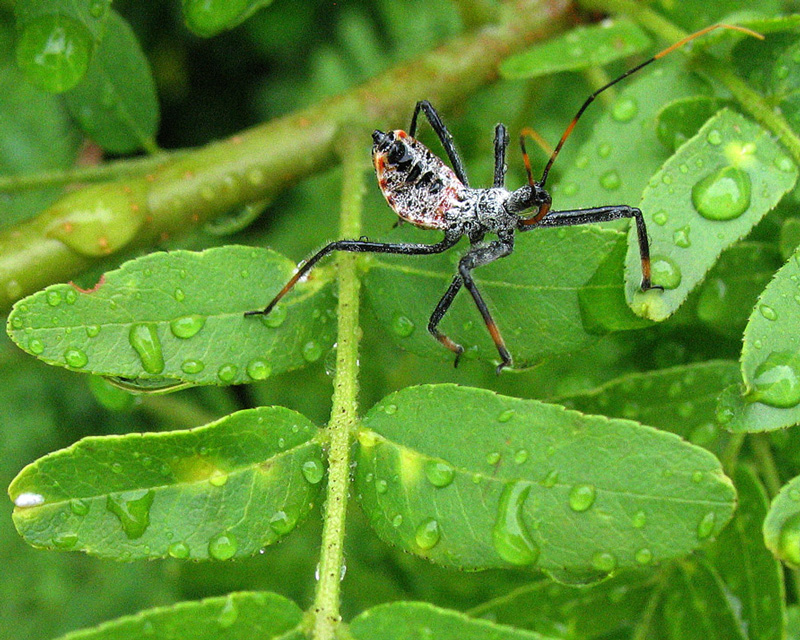 Six-Legged-Critter