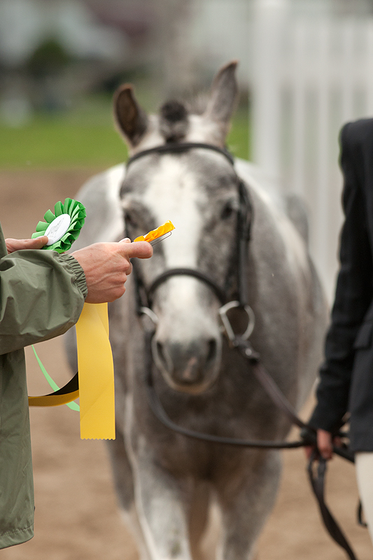 Pony wants ribbon!