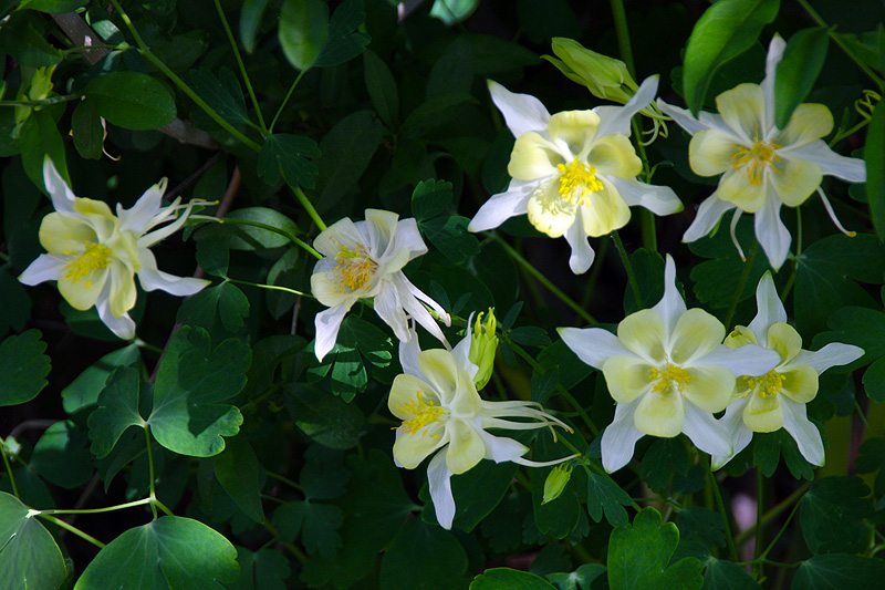 Seven columbines in Colorado