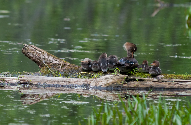 Family time - Red Breasted Mergansers