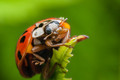 Arthropoda: Beautiful Creatures
