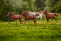 Five Galloping Horses