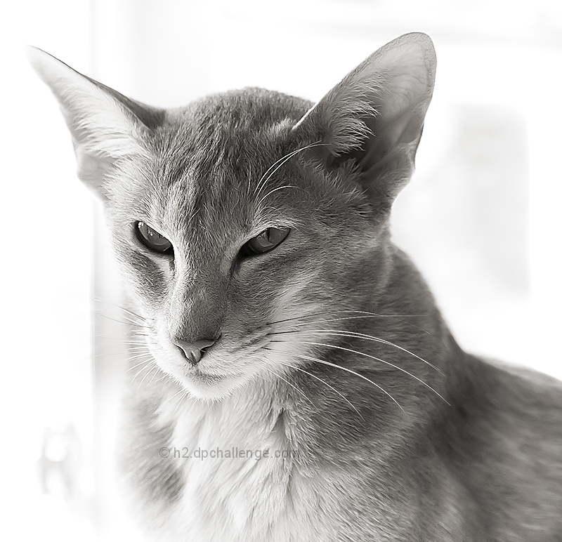 Blissful cat, distracted