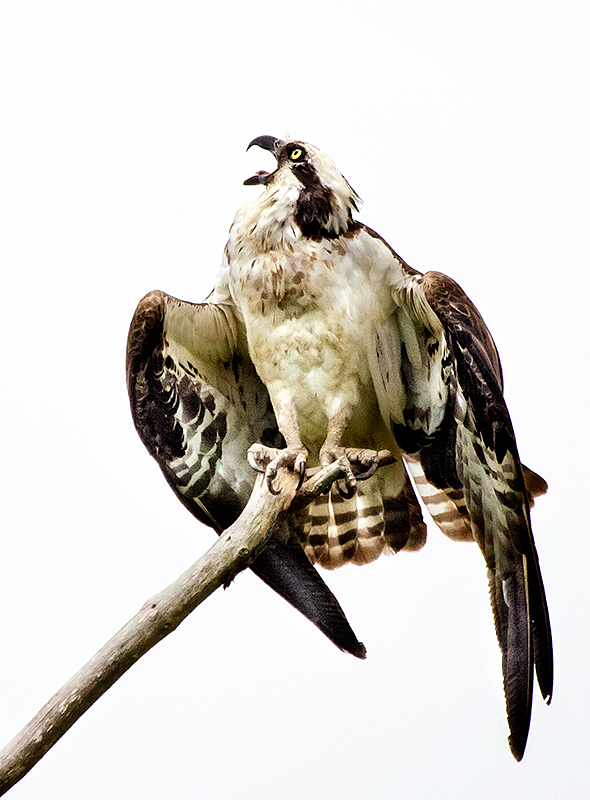 Raptor Shrieking Territorially