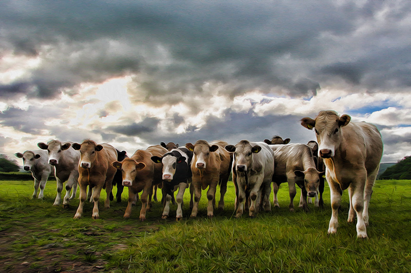 Acrylic British Cows