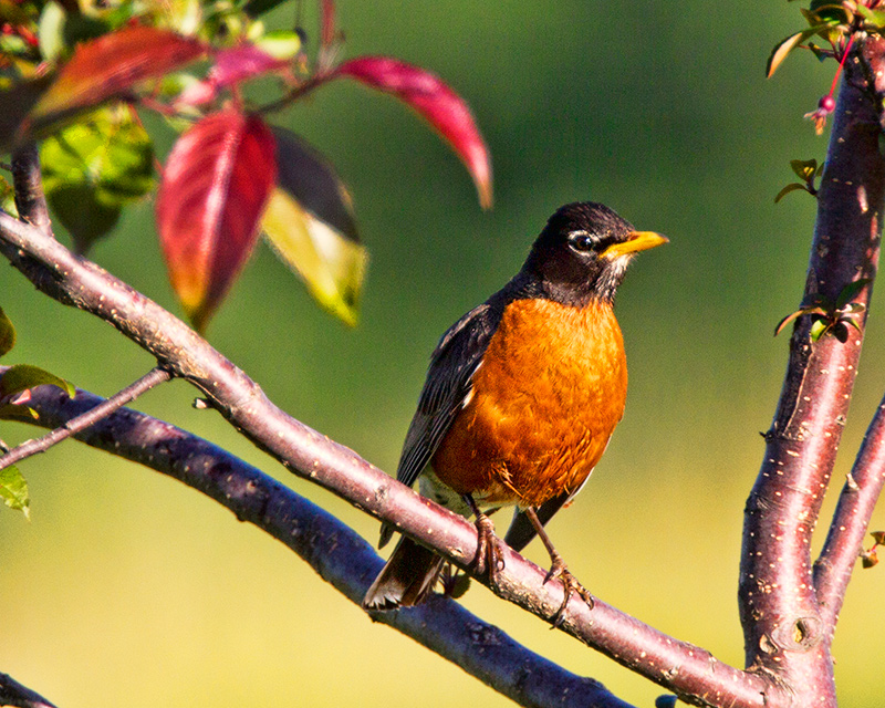 Robin Surveying Territory