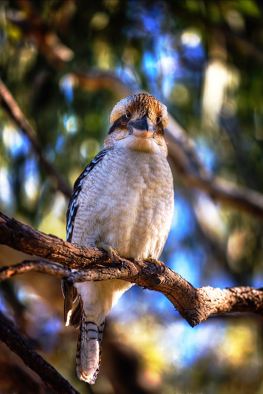 Kookaburras like me