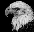 Nobility