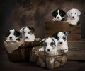 The Wiggly Six