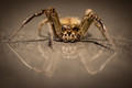 My Spider Friend