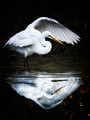 Narcissus