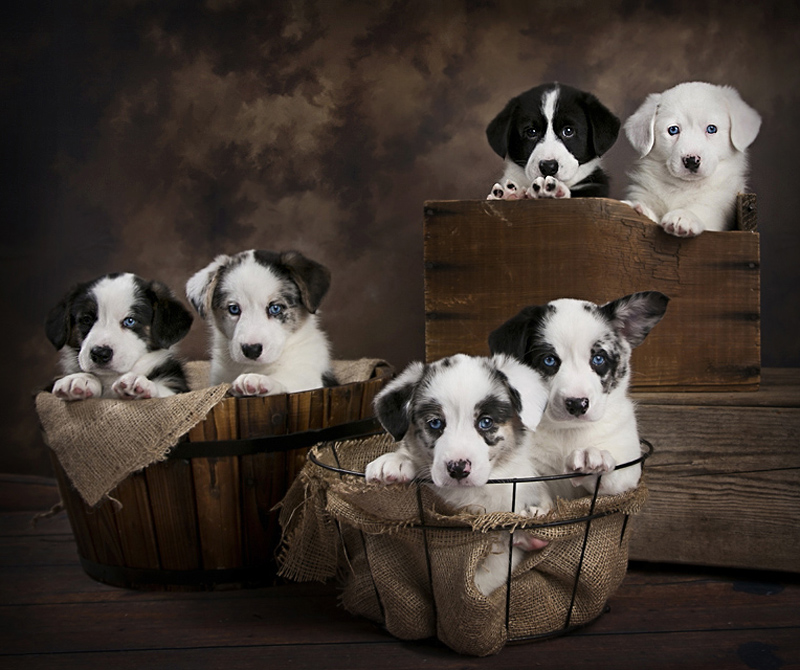 The Wiggly Six