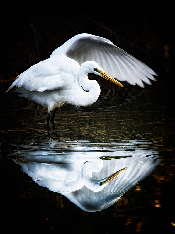 Narcissus