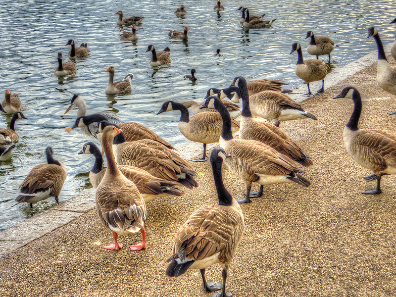 Hyde Park Lake