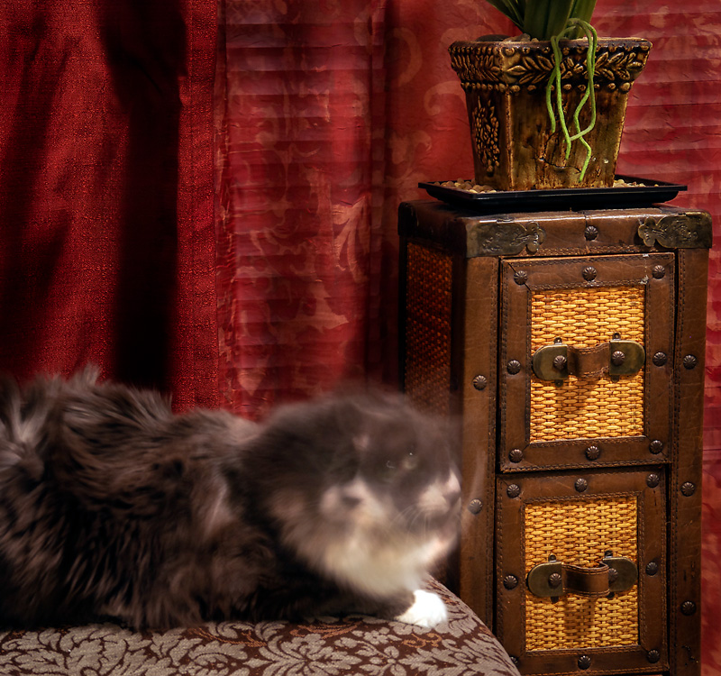 The 2 Faces of Mittens