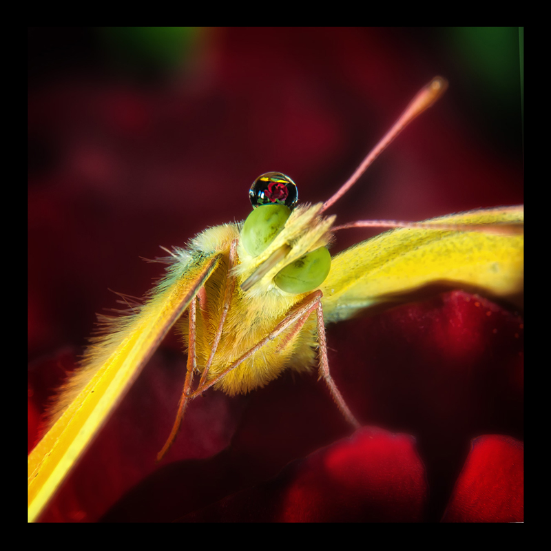 The Rose and the Moth