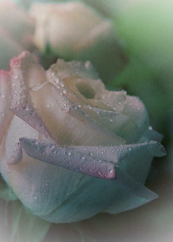 Raindrops on Roses