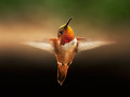 An angel named Rufous