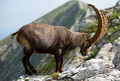 Capra ibex from Vercors