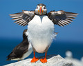 Fluffin' a Puffin