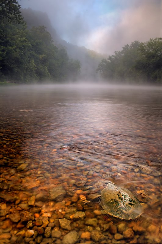 Turtle swimming into the mist of time