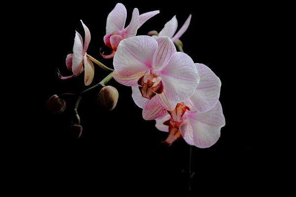 Floating Orchid